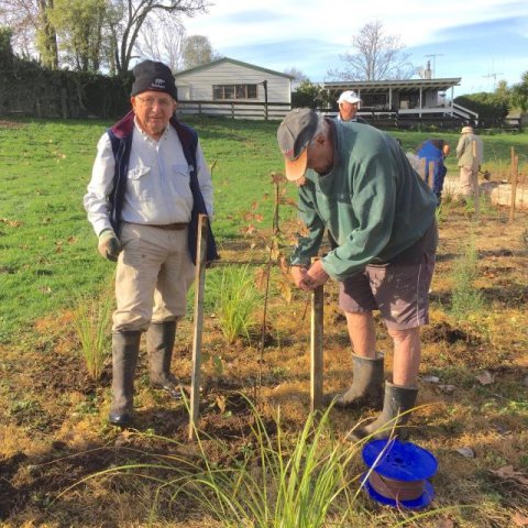 Tying stakes 3. Cambridge Tree Trust